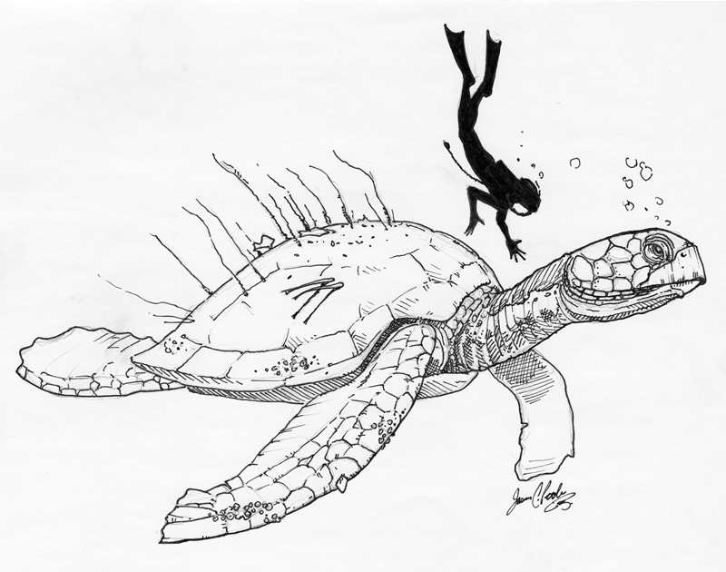 Based on the complete turtle limb bone, paleontologists calculated the animal’s overall size to be about 10 feet from tip to tail, making it one of the largest sea turtles ever known. It may have resembled modern loggerhead turtles. In this illustration, it is depicted with the outline of a human diver to indicate scale. The turtle lived 70 to 75 million years ago. Credit: Jason Poole, Academy of Natural Sciences of Drexel University